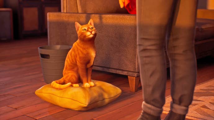 A ginger cat sits on a cushion and looks up at Max.