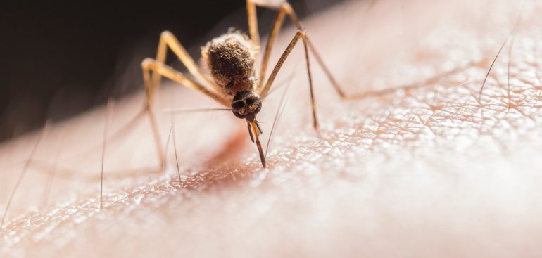 How To Bite a Mosquito Back