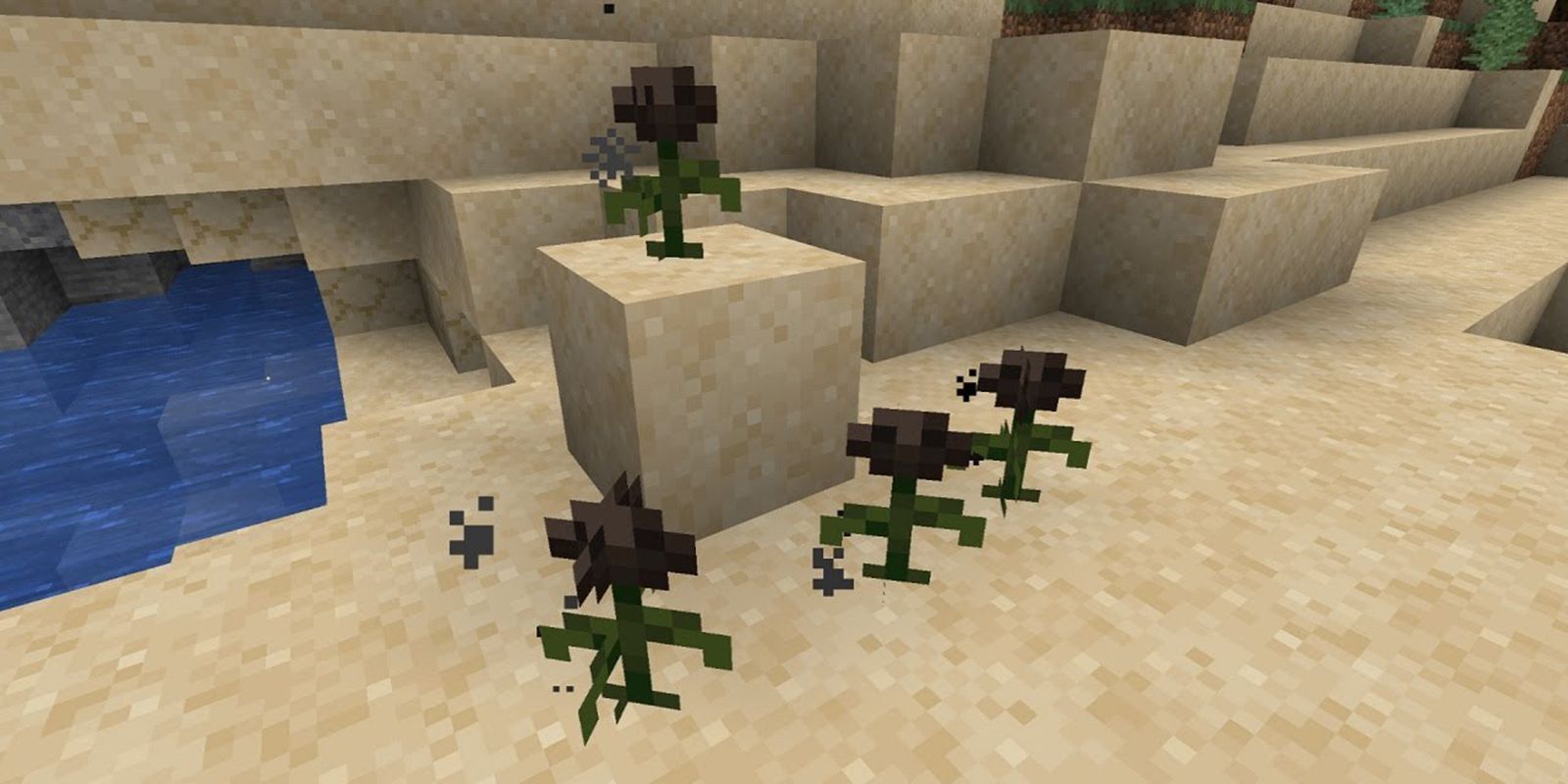 Minecraft Wither Roses planted on sand. 