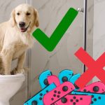 Nintendo Issues Warning About Pets Peeing On Switch Joy-Con