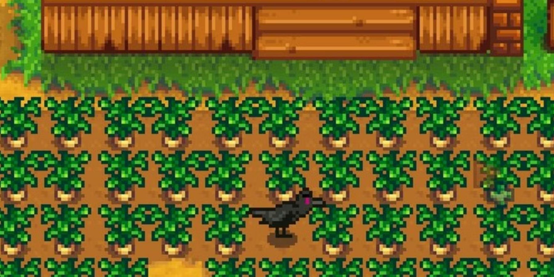 crow attacks crop in stardew valley farm