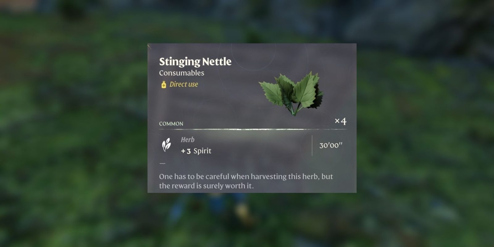 Where to Find Stinging Nettle