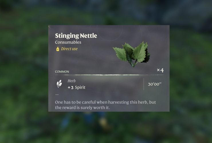 Where to Find Stinging Nettle