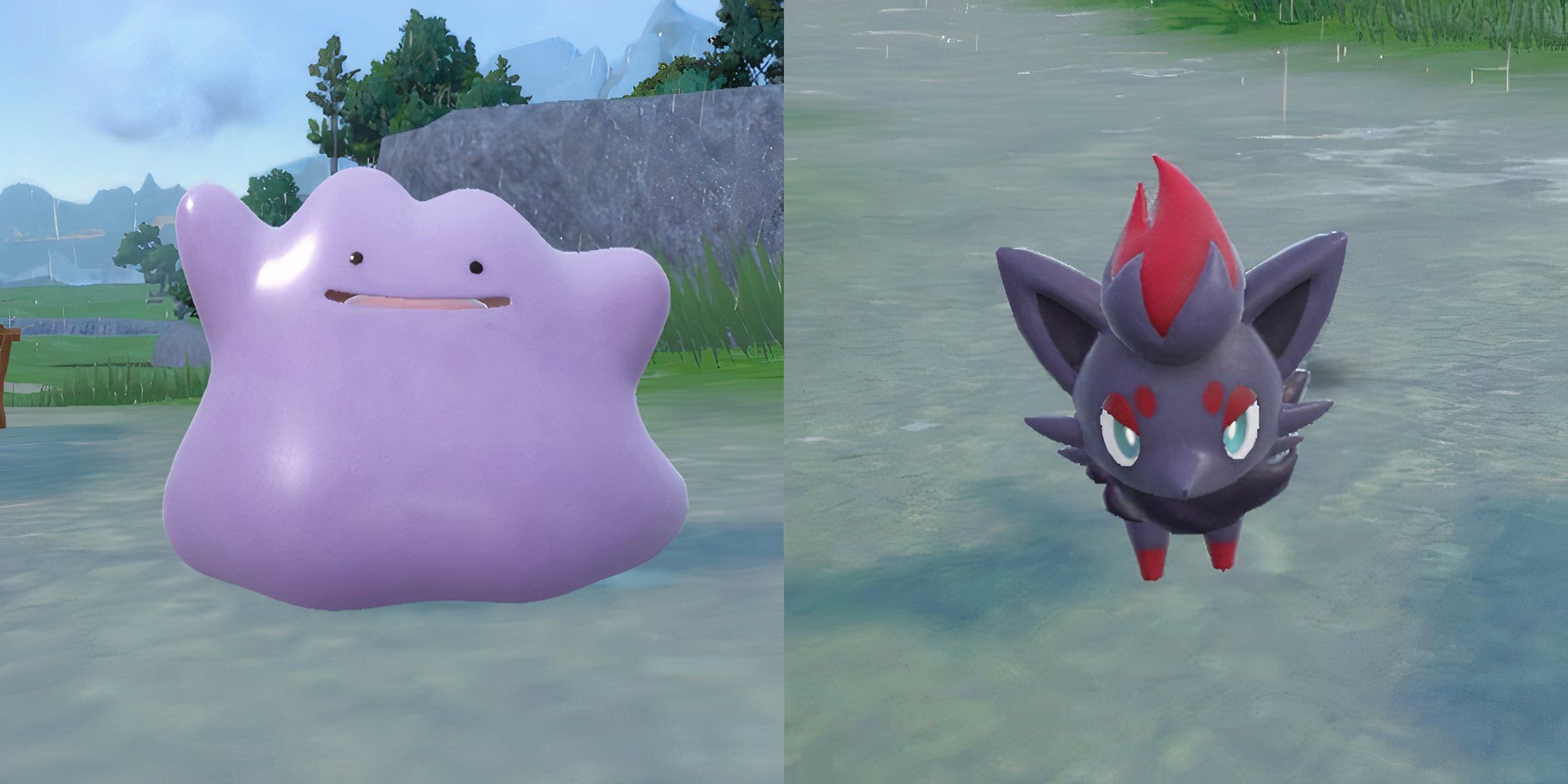 Ditto & Zorua In Pokemon Scarlet & Violet