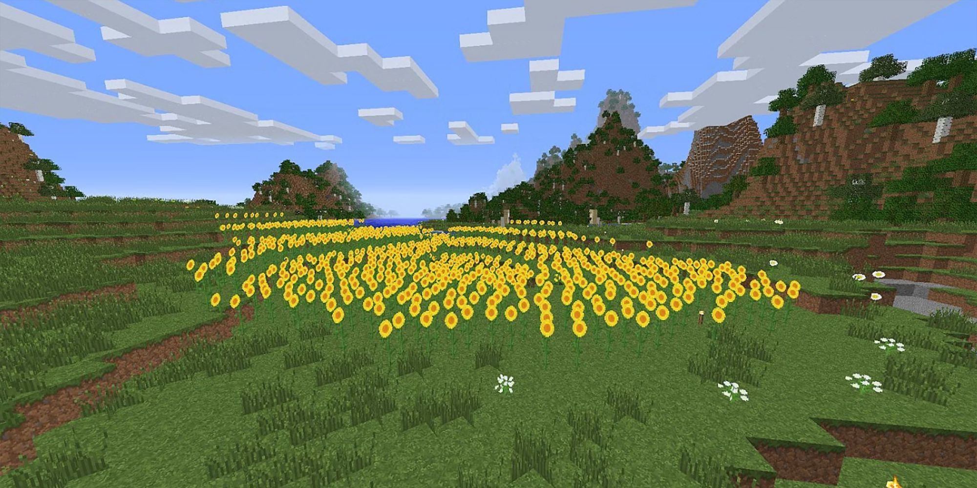 Sunflower Plains In Minecraft