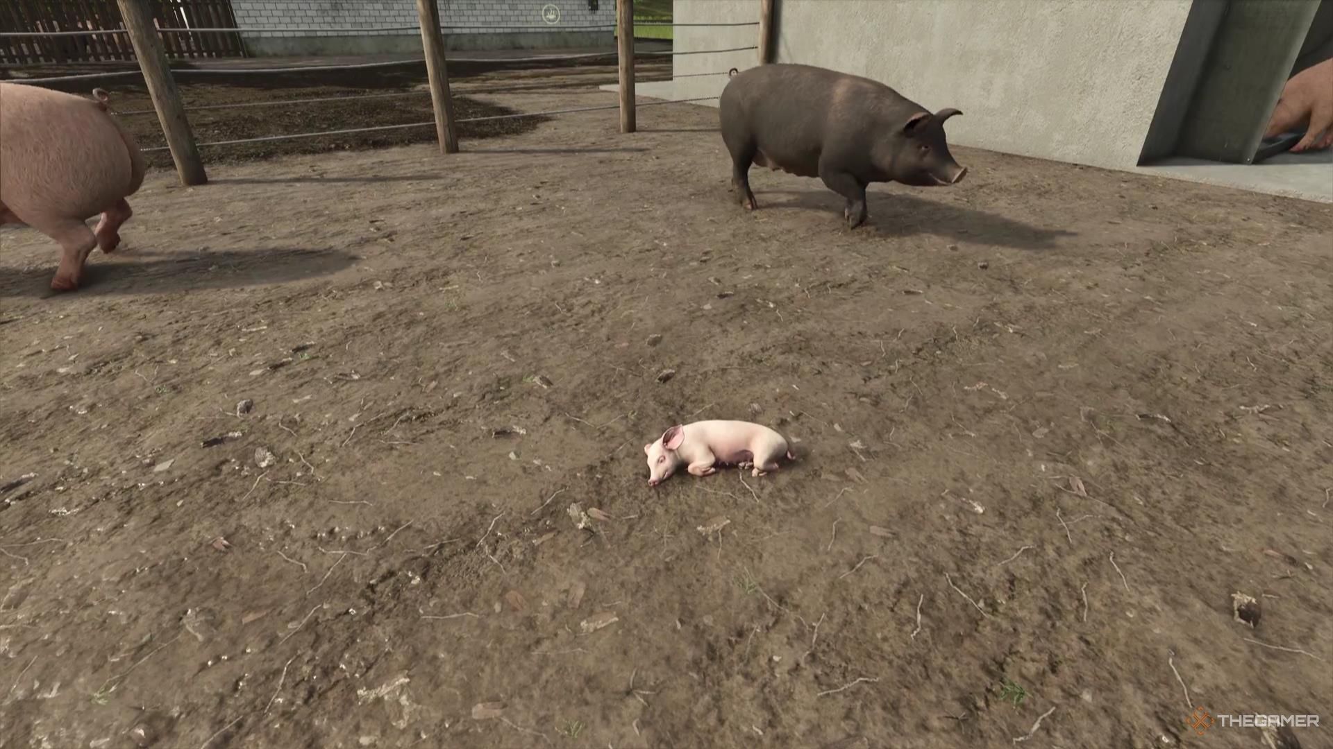 A tiny baby pig lies on the ground in Farming Simulator 25.