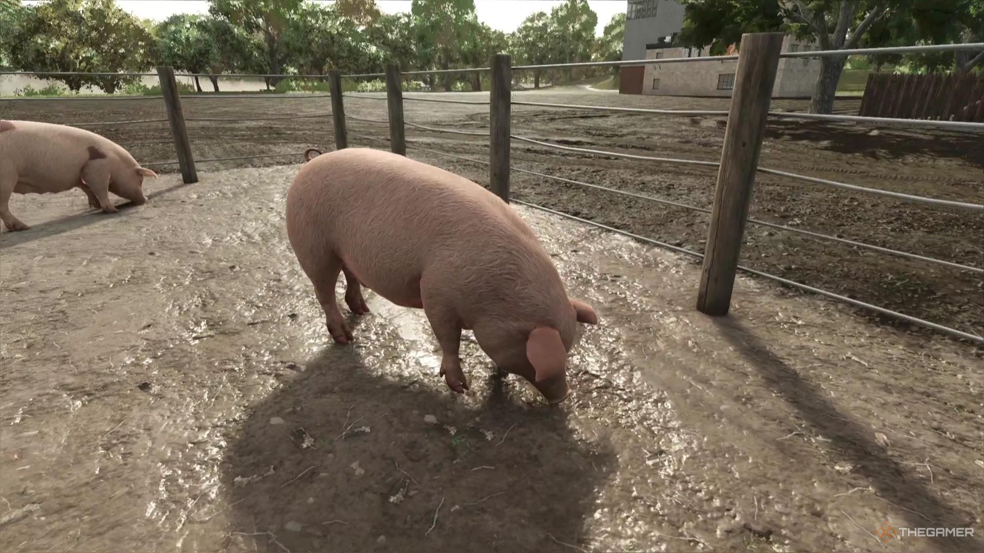 An adult pig sniffs the ground in Farming Simulator 25.