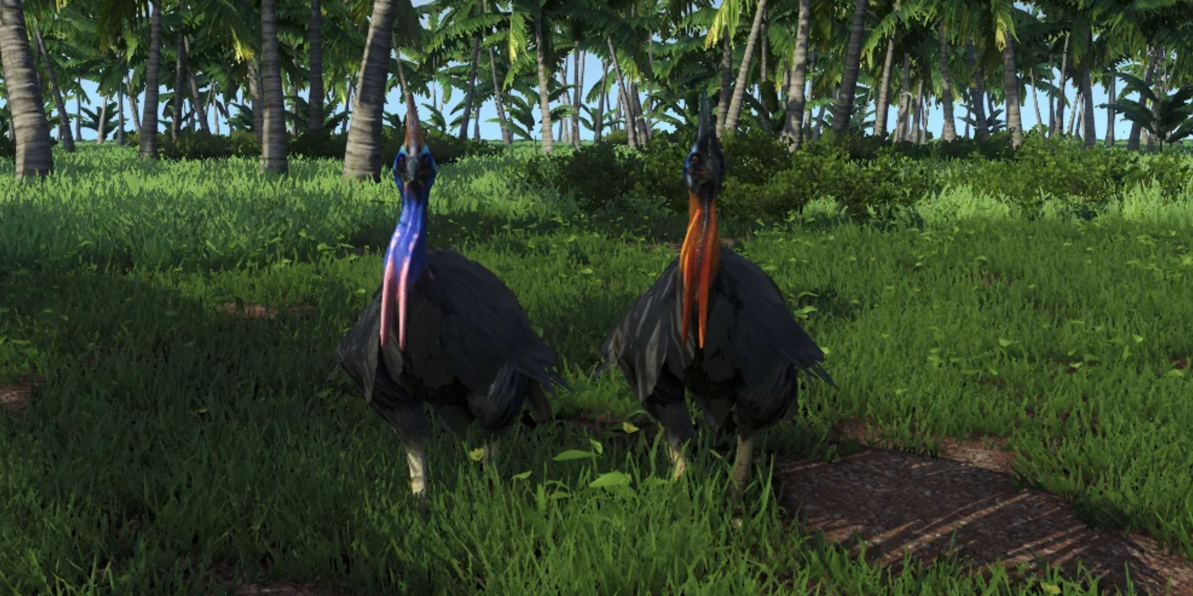 Cassowary Far Cry 3