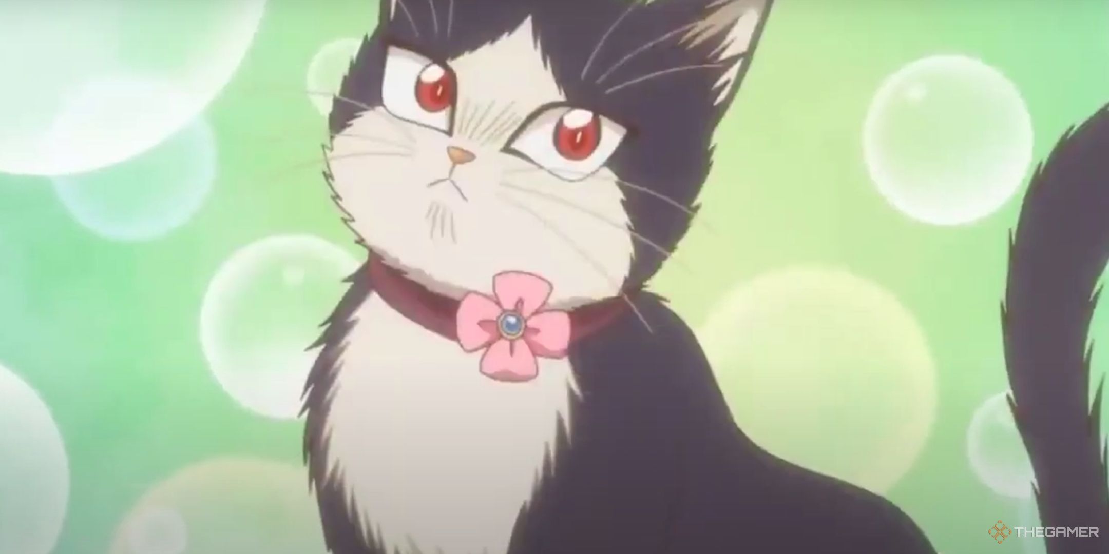 Haru is wearing a pink cat collar.