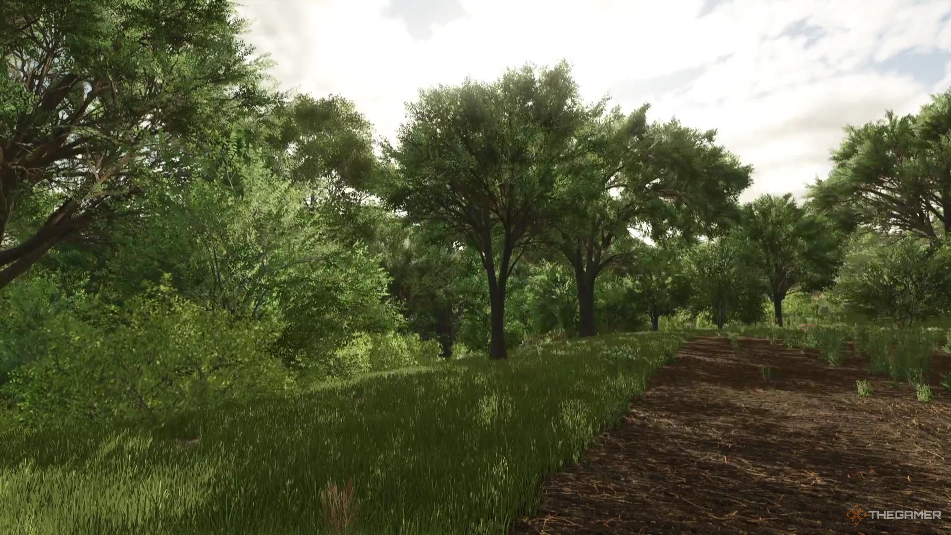 A cluster of trees sit at the edge of a field in Farming Simulator 25.