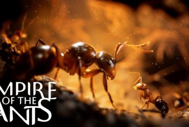 Empire of the Ants Could Release on Switch 2, Mostly a Question of Visual Fidelity  Dev