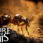 Empire of the Ants Review - The Ants Go Marching to Victory | COGconnected