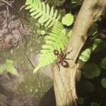 Empire of the Ants Review | TheXboxHub