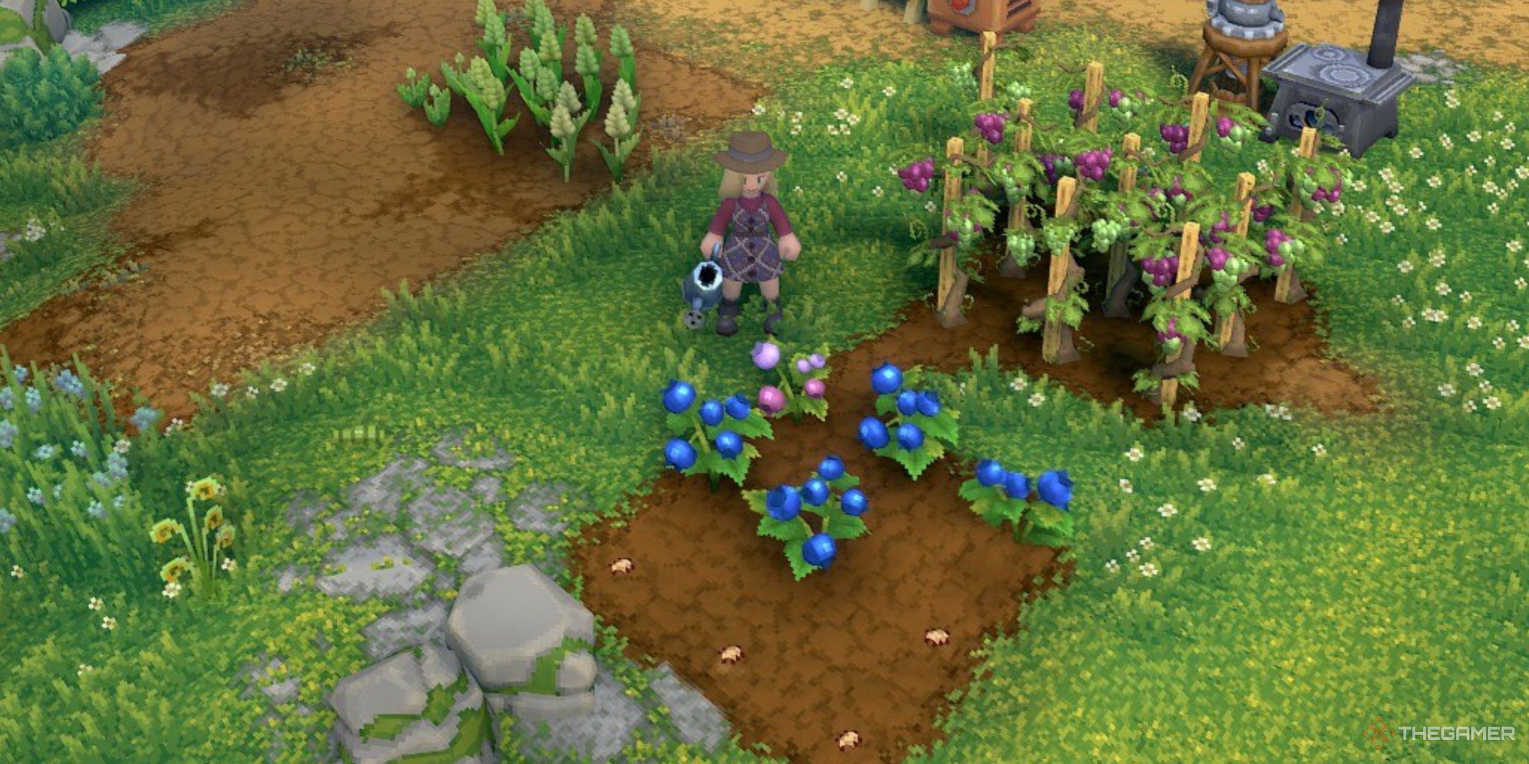 Luma Island, the farmer standing next to a small group of blueberries and blueberry seeds.