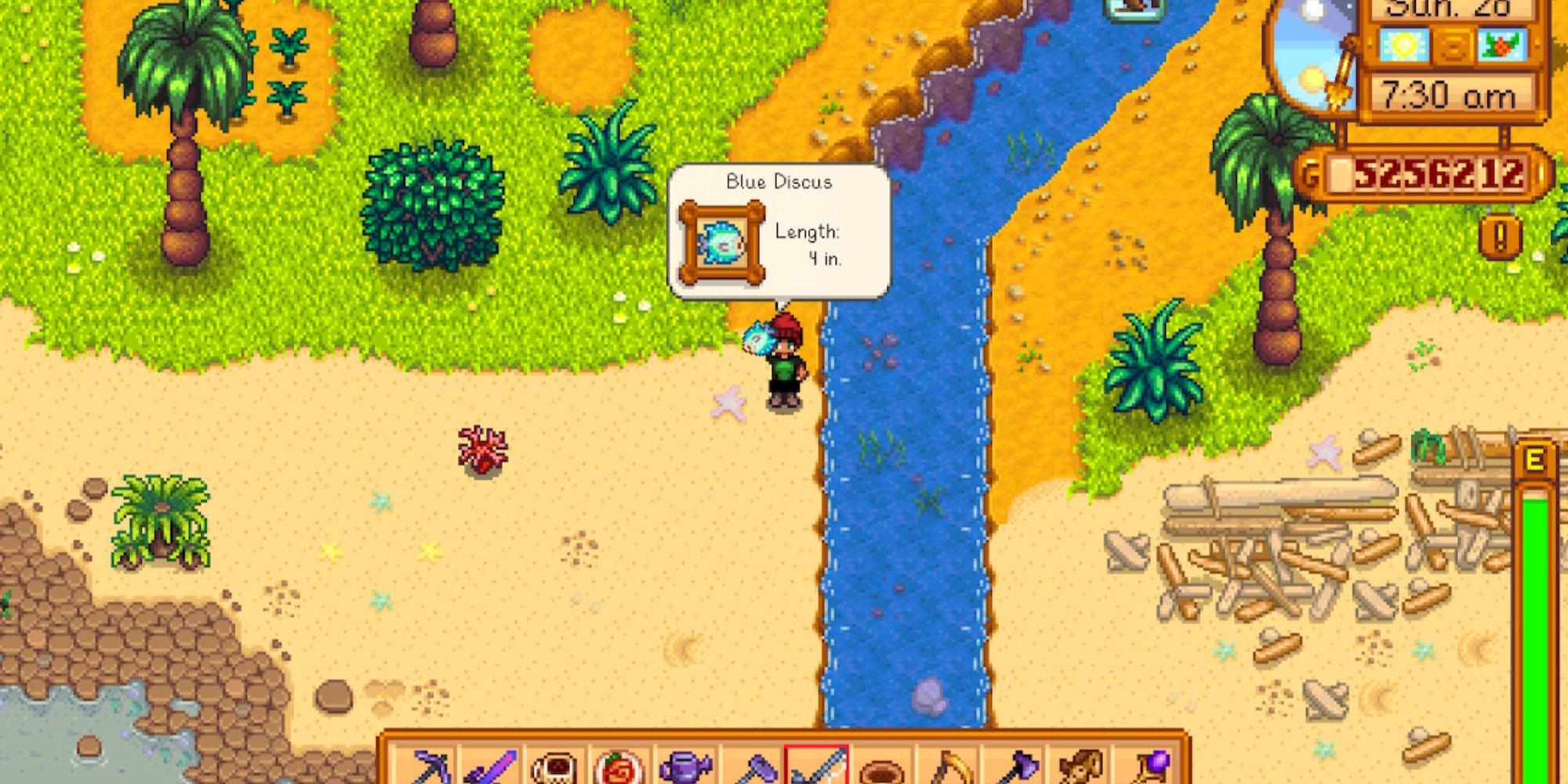 Blue Discus in Stardew Valley