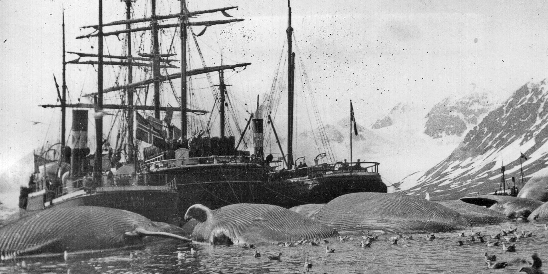 An image of a 19th Century whaling ship and a bevy of whale carcasses