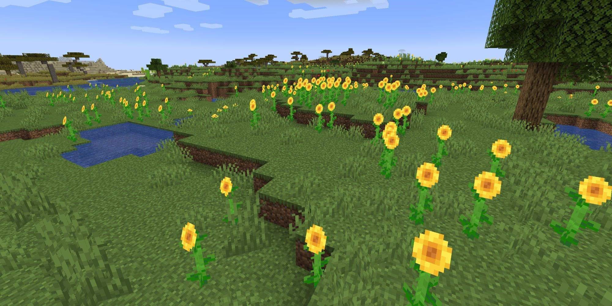 A Sunflower Plains Biome.