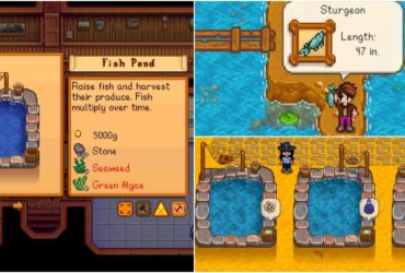 Complete Guide To Fish Ponds