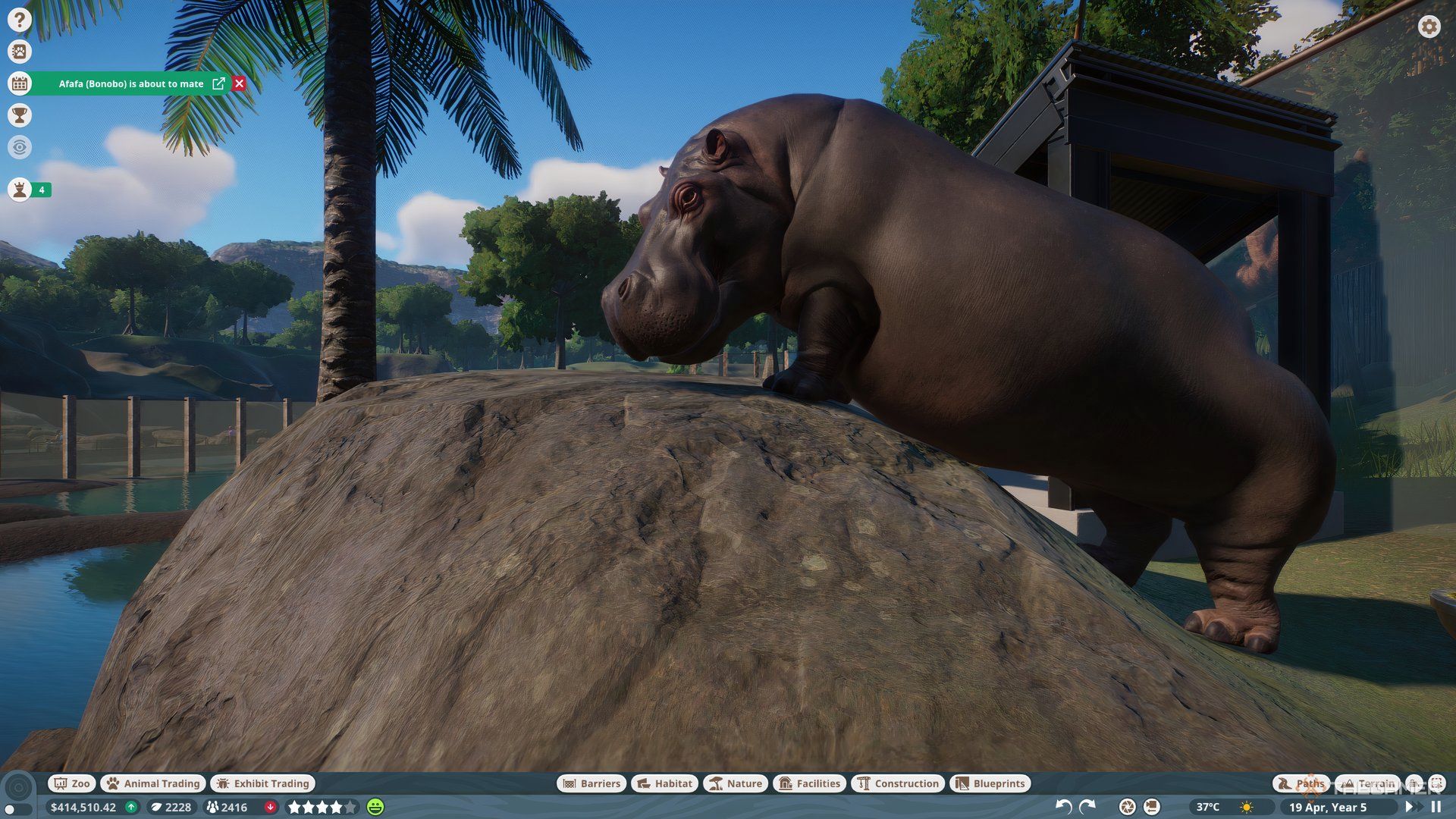 A hippo posing on a rock, looking directly at the camera.