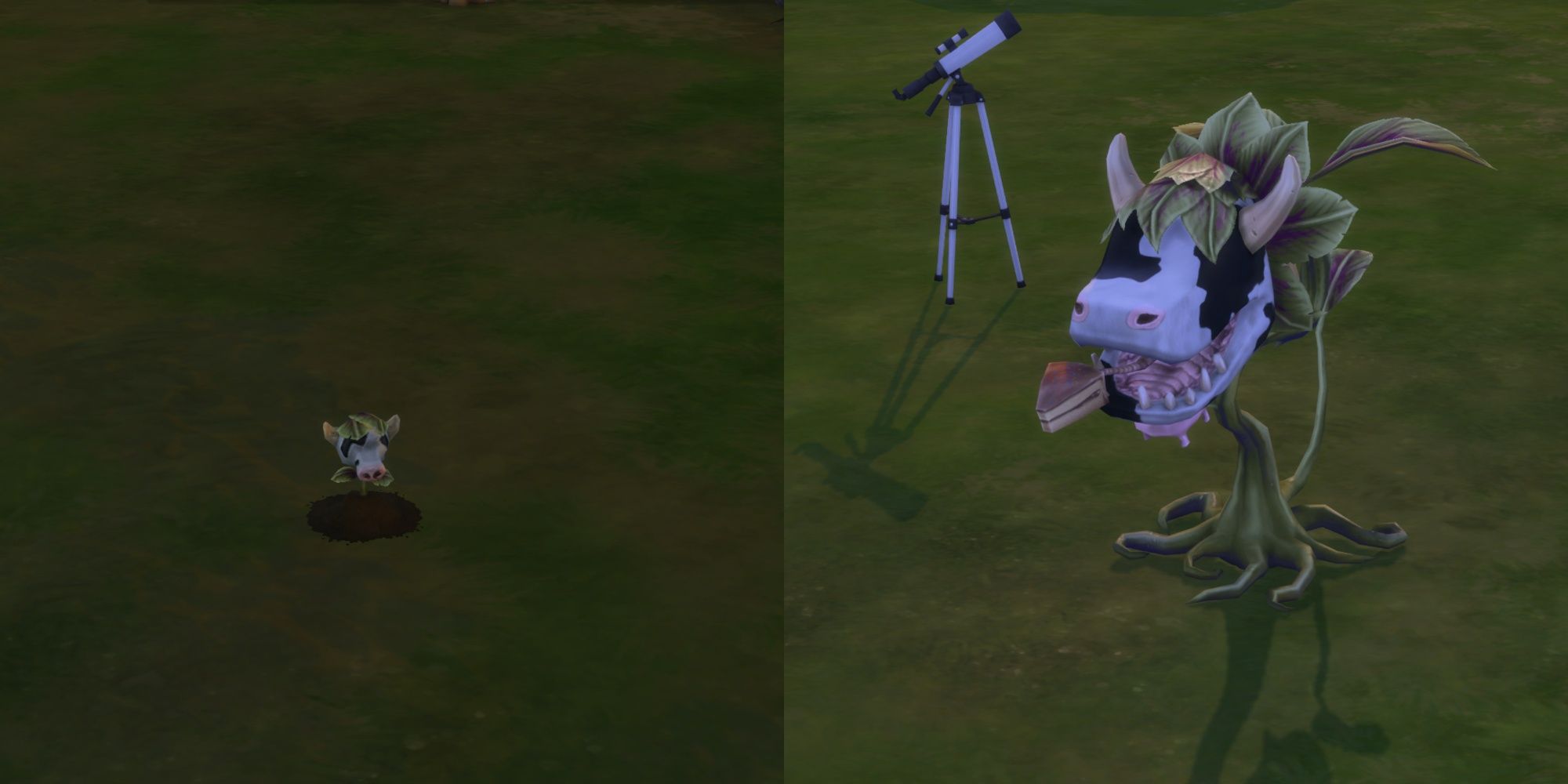 A planted cowplant bery and mature plant in The Sims 4.