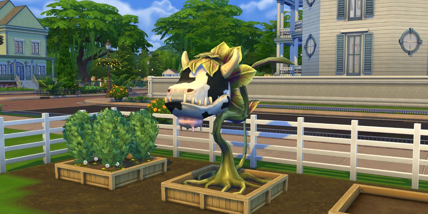 A cowplant in a willow creek garden.