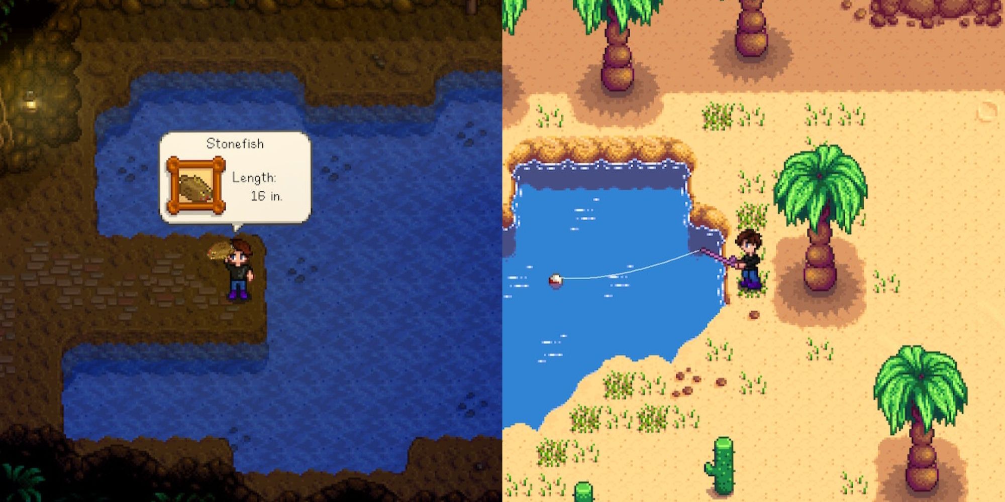 A split screenshot of Stardew Valley showing the player character holding up a fish on the left and fishing in the desert on the right