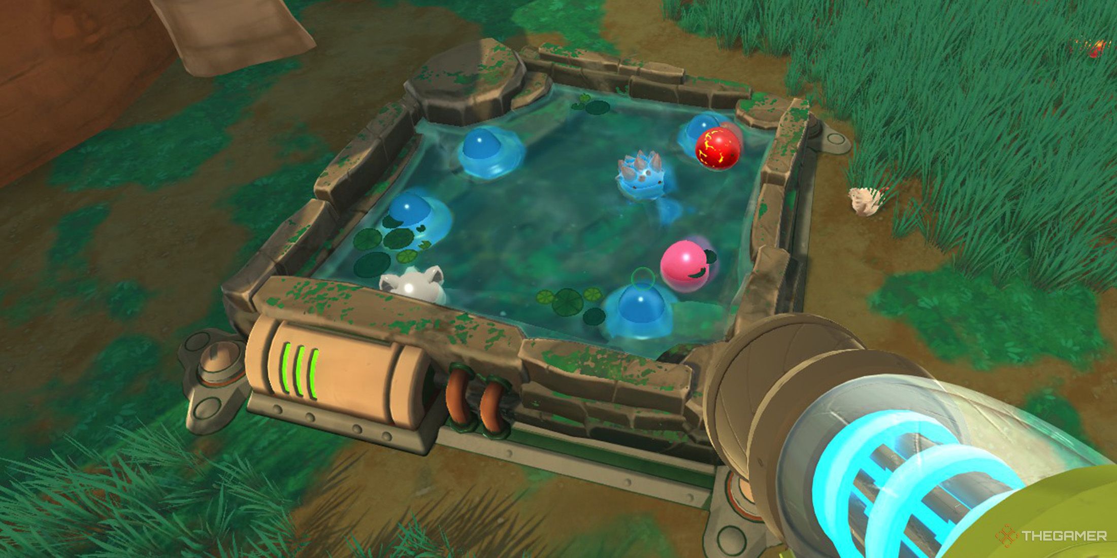 Four different slimes are inside the pond in Slime Rancher