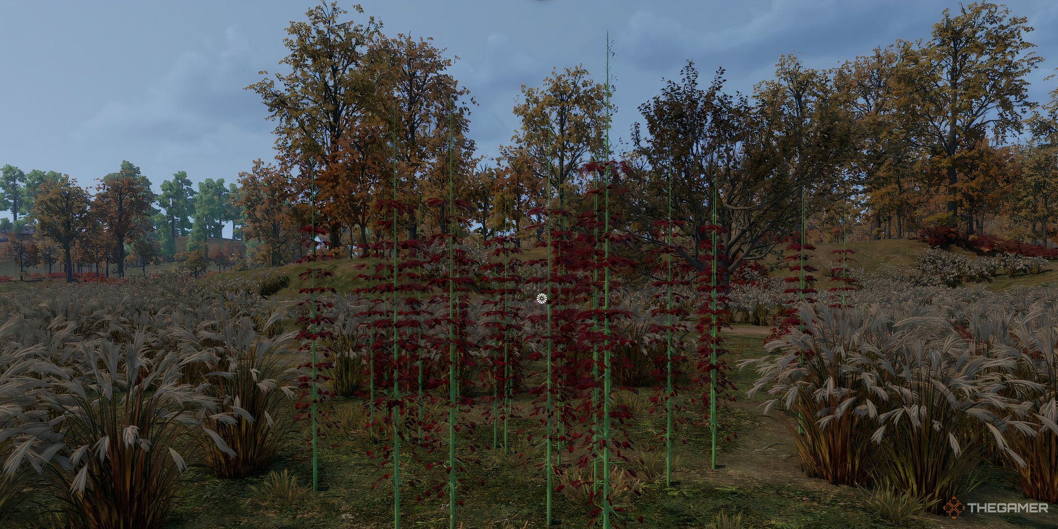 The image shows a field of hemp plants in autumn in Sengoku Dynasty.