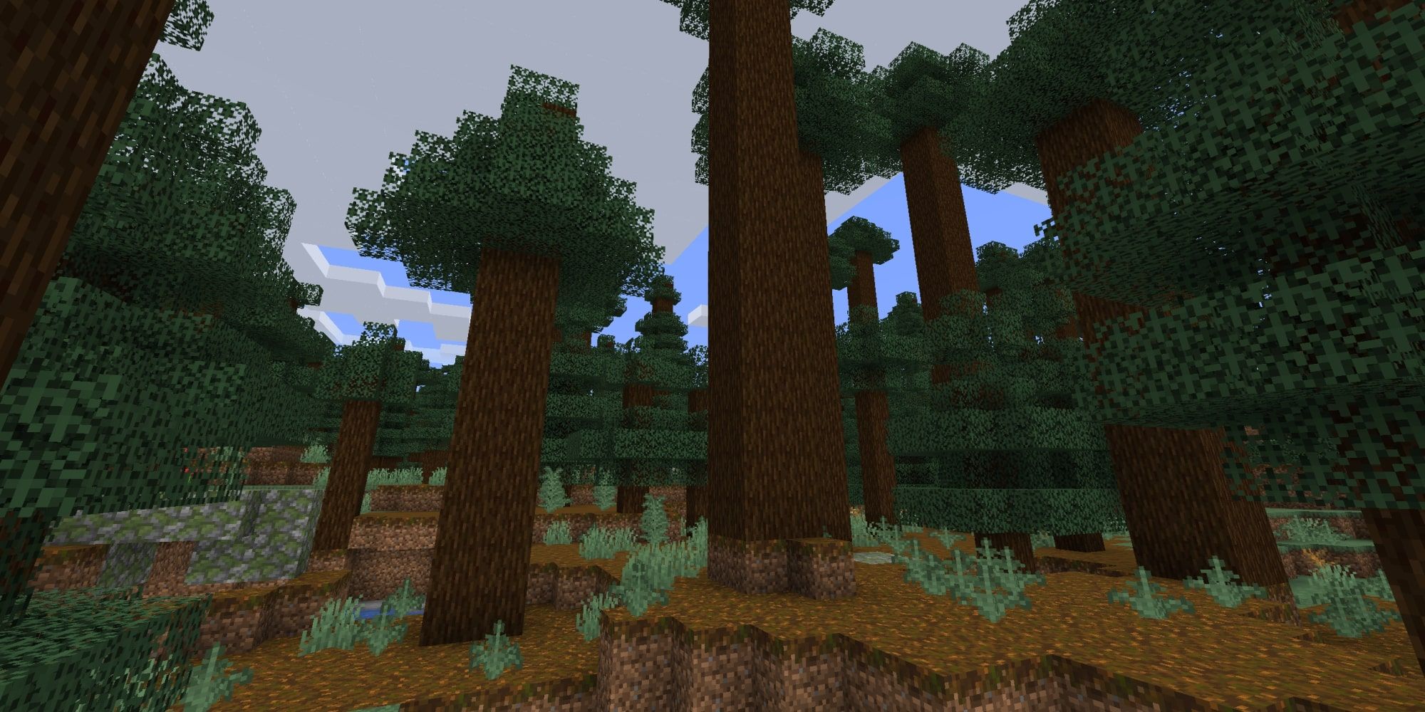 The Giant Tree Taiga Biome in minecraft. 