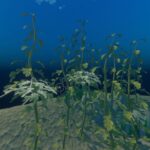 Where To Find Seaweed In Raft