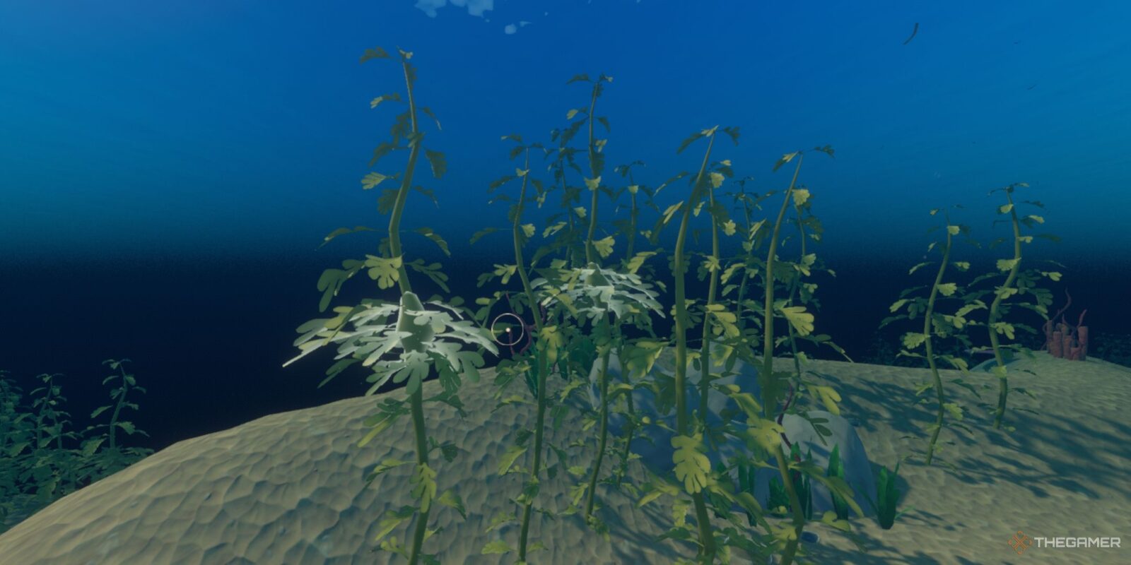 Where To Find Seaweed In Raft