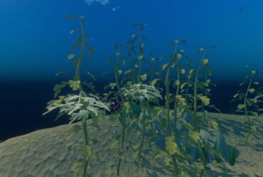 Where To Find Seaweed In Raft