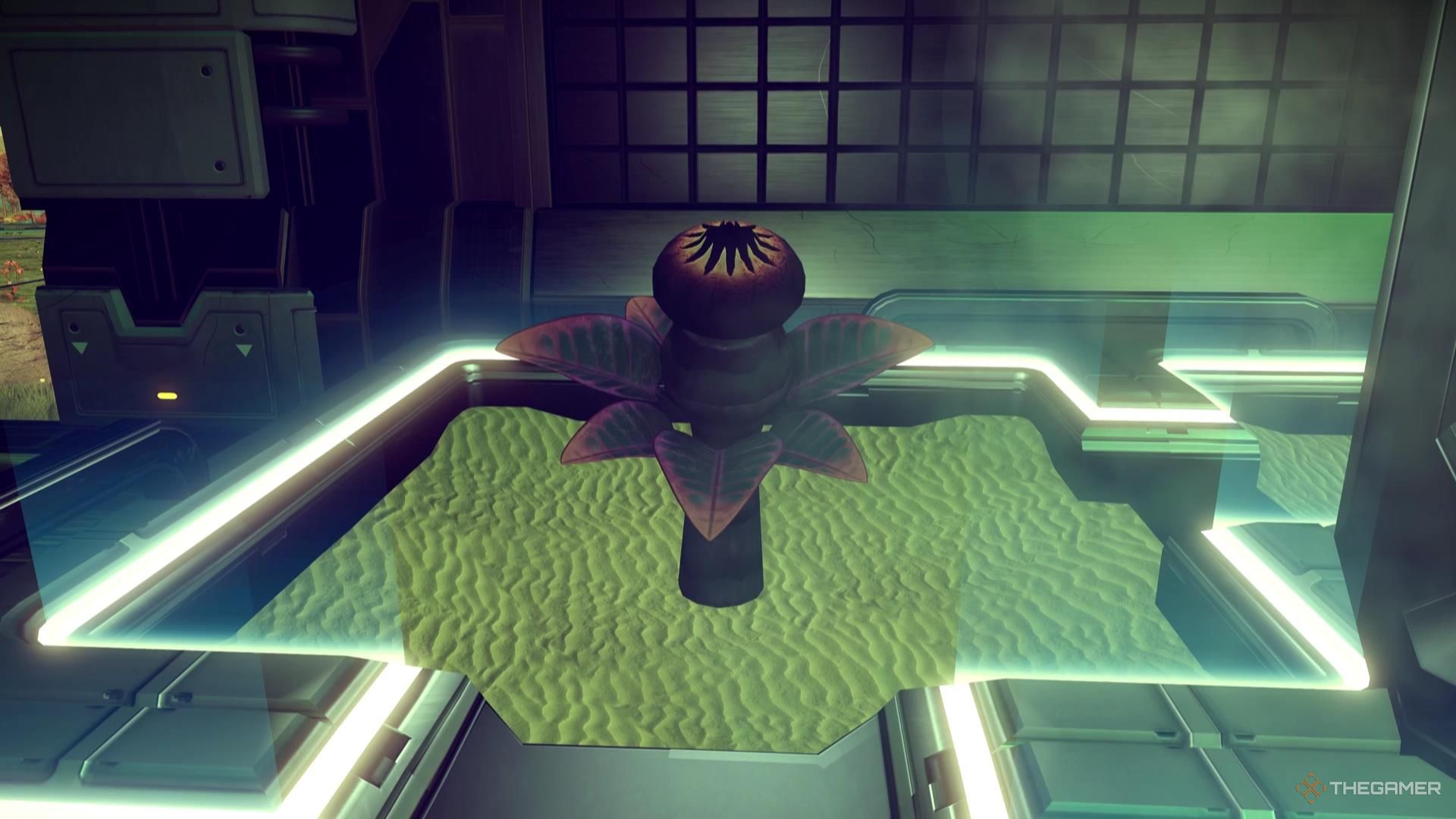 A plant growing in a Hydroponic Tray in No Man's Sky.