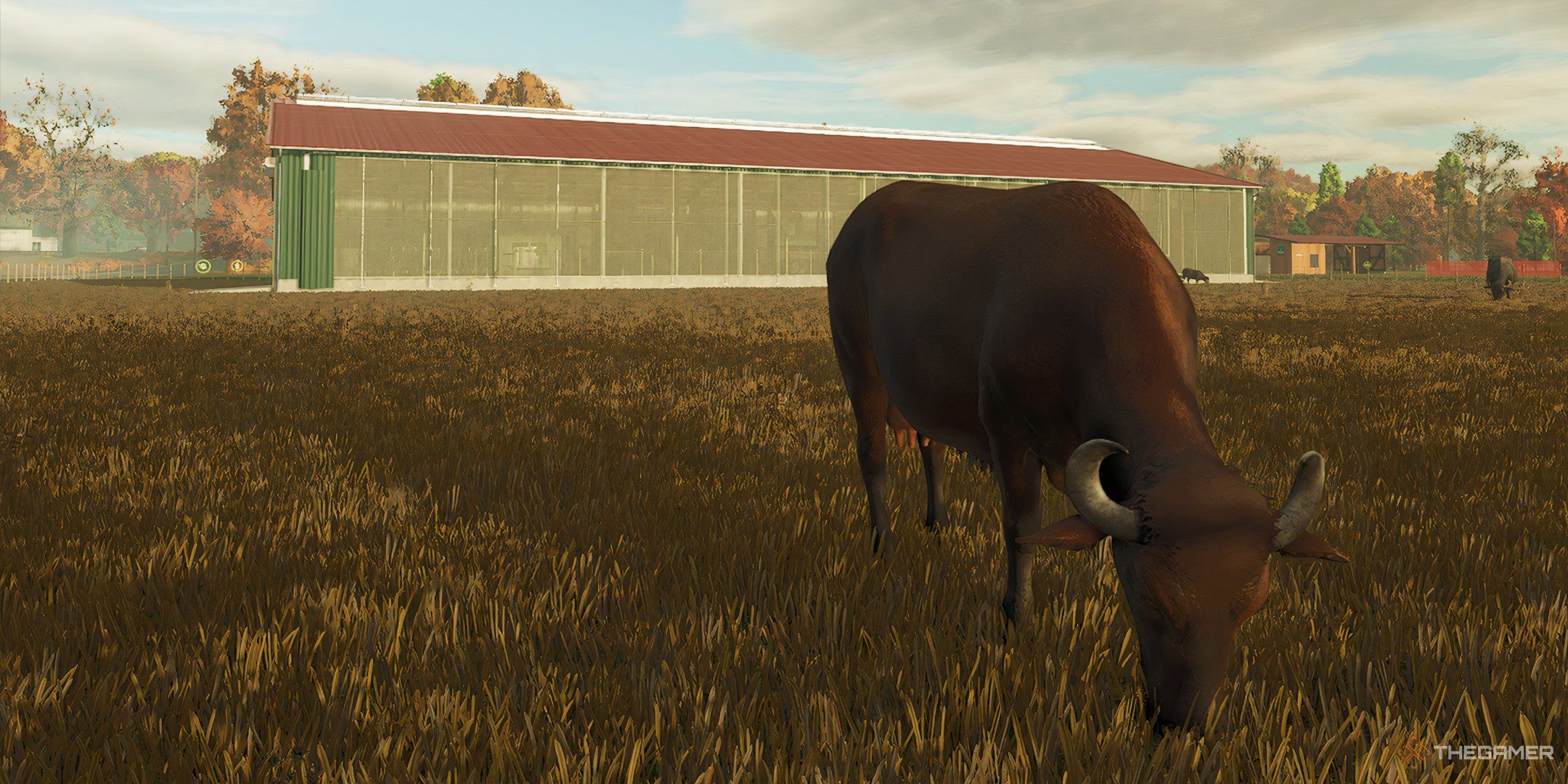 Water Buffalo eating grass, with a Cow Barn in background.