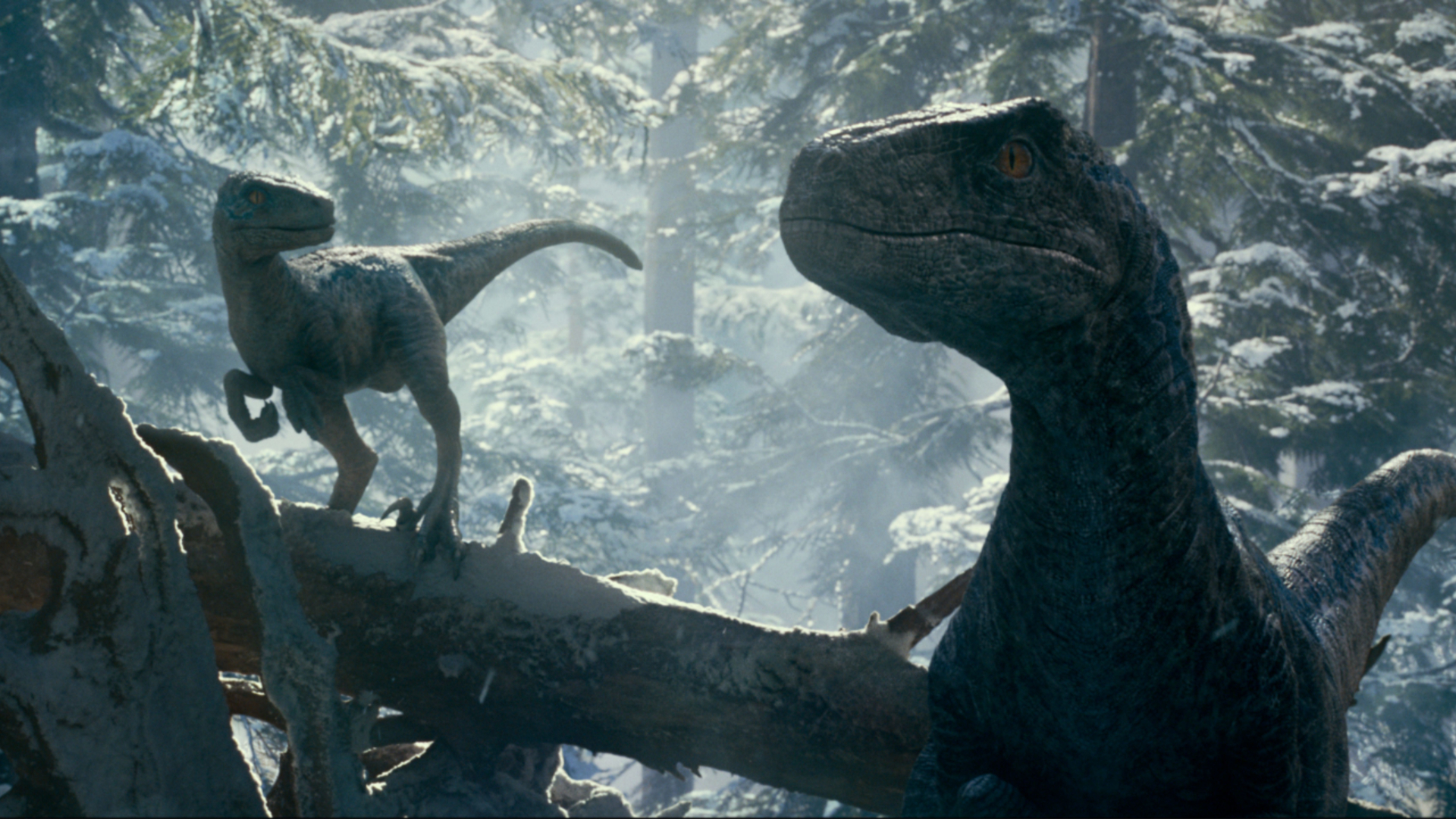 Raptors in Jurassic World Dominion