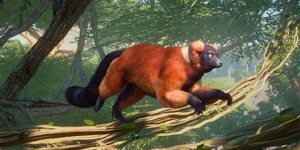 Planet Zoo Red Ruffed Lemur