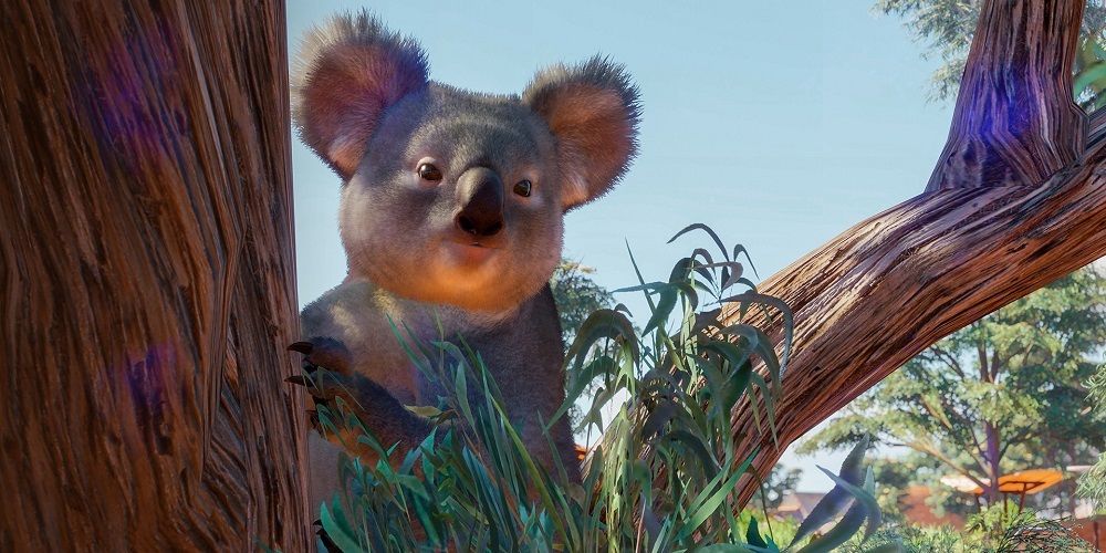 Koala in Planet Zoo