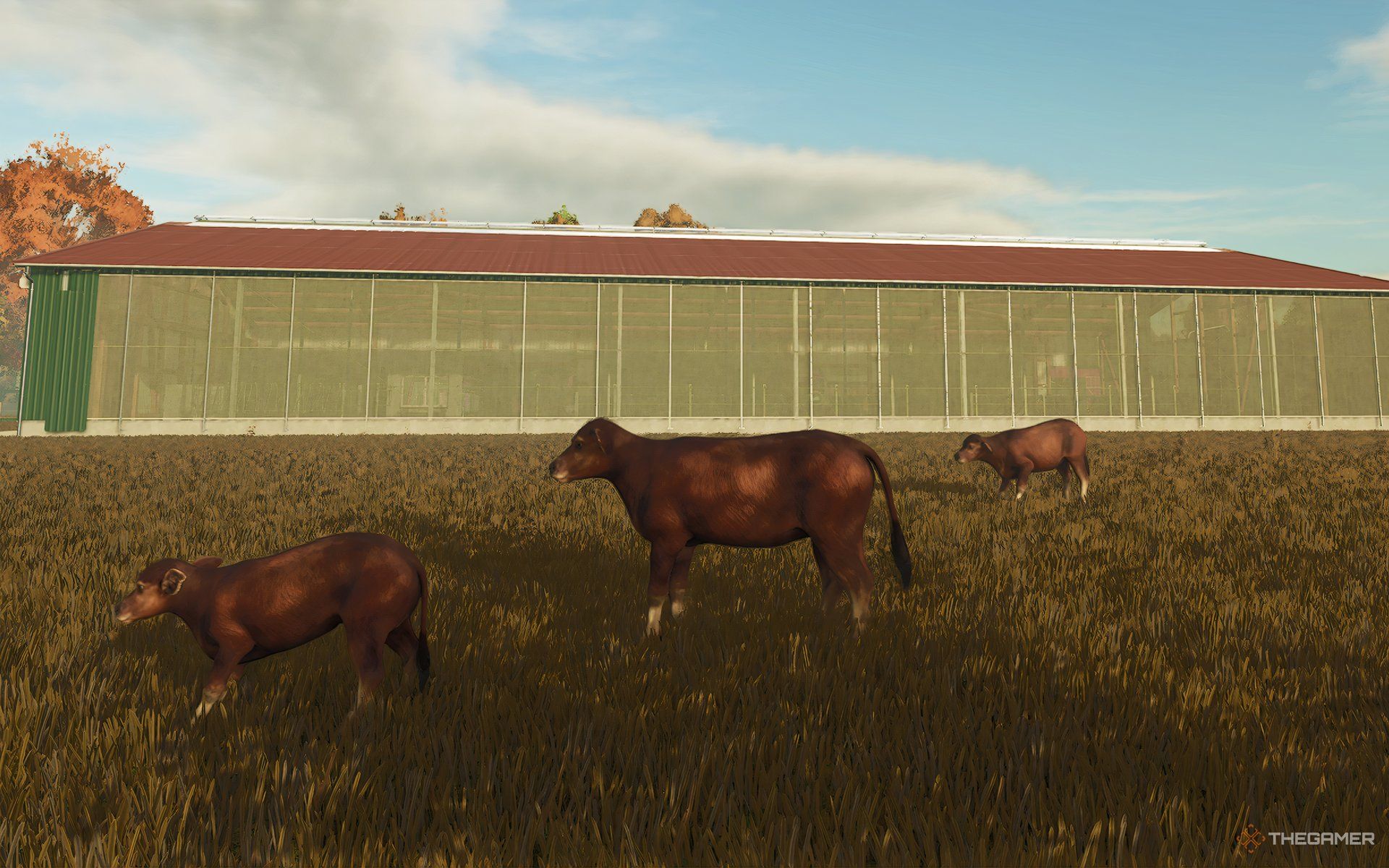 Baby Water Baffalos playing in front of a Cow Barn.