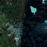 Divinity Original Sin 2: Where To Find Blackroot