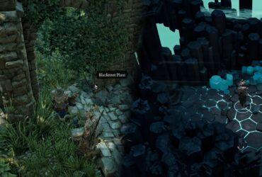 Divinity Original Sin 2: Where To Find Blackroot