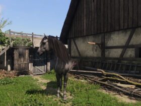 How To Get A Horse In Kingdom Come Deliverance 2