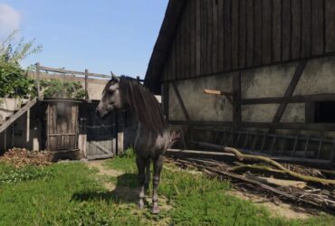 How To Get A Horse In Kingdom Come Deliverance 2