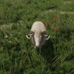 How To Find Ignatius The Ram In Kingdom Come: Deliverance 2