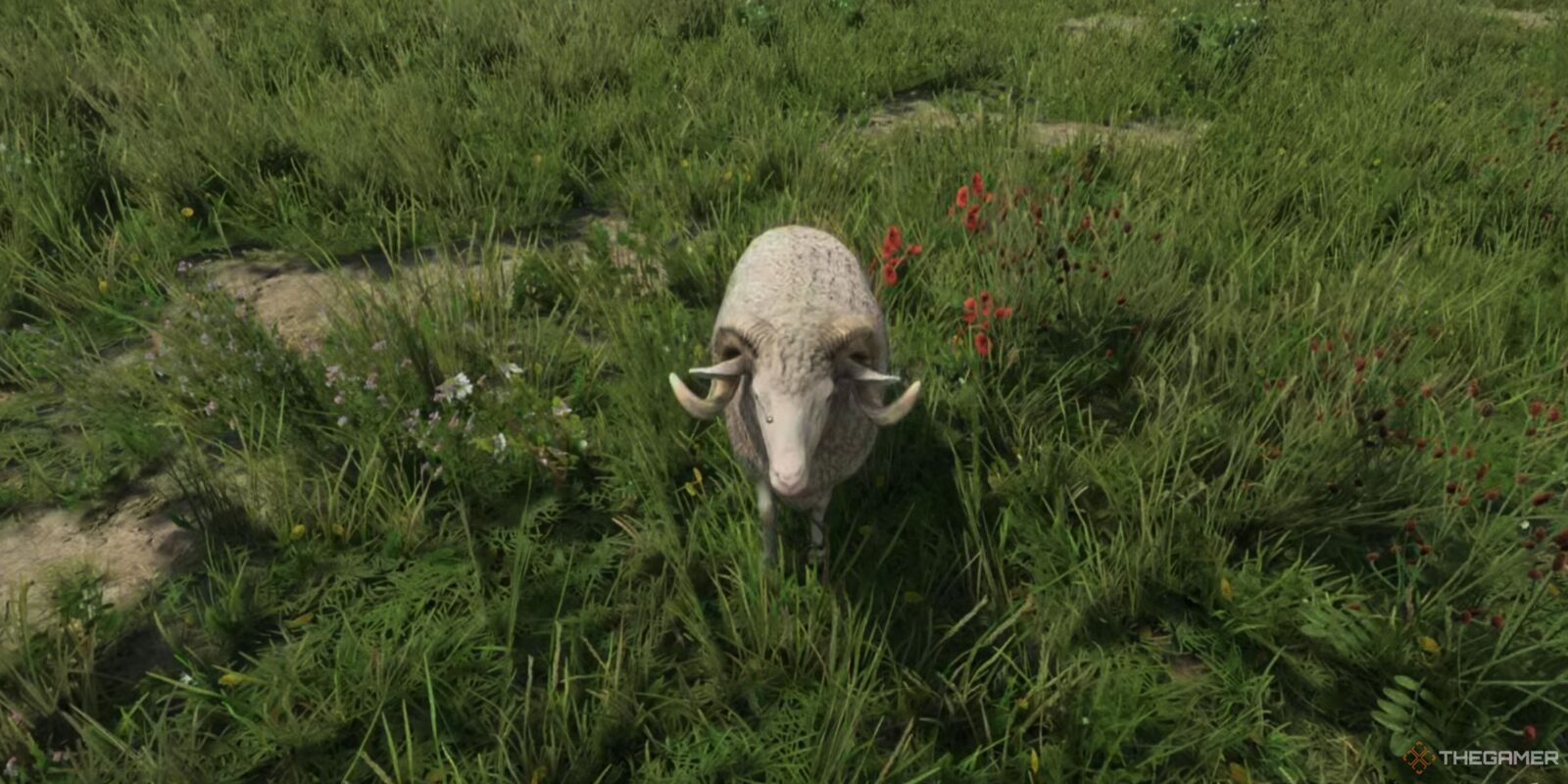 How To Find Ignatius The Ram In Kingdom Come: Deliverance 2