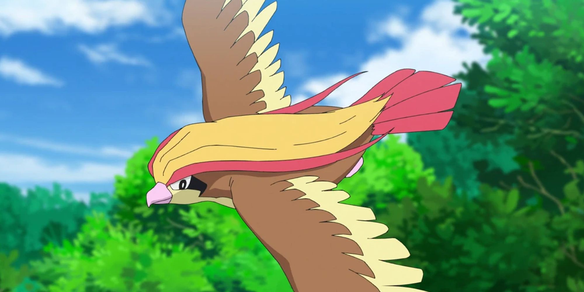 Pidgeot In The Pokemon Anime