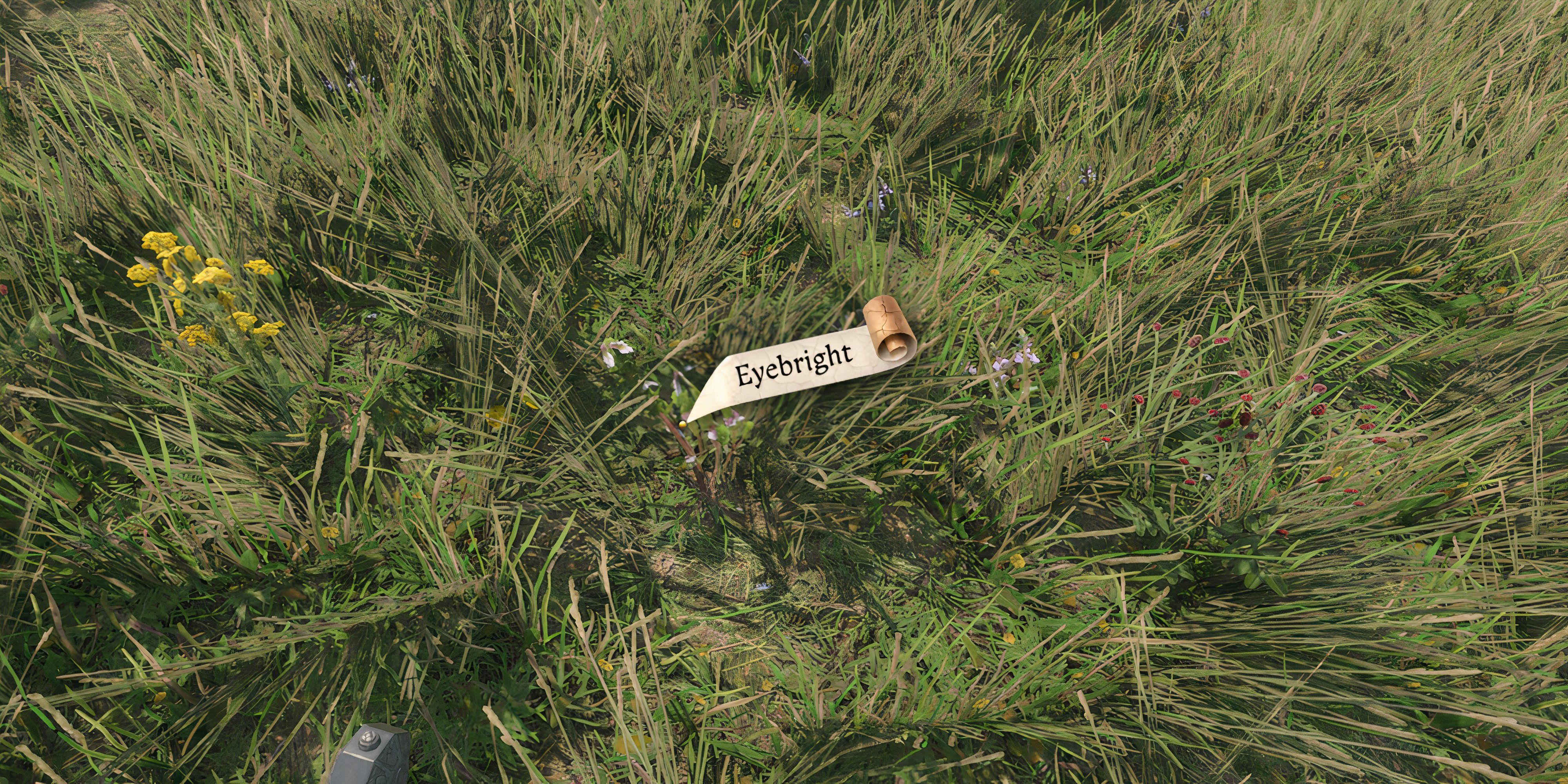 Eyebright flower on the ground with its name tag - Kingdom Come Deliverance 2