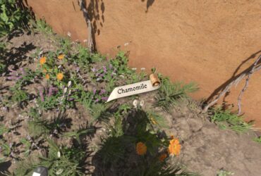 How To Get Chamomile In Kingdom Come: Deliverance 2