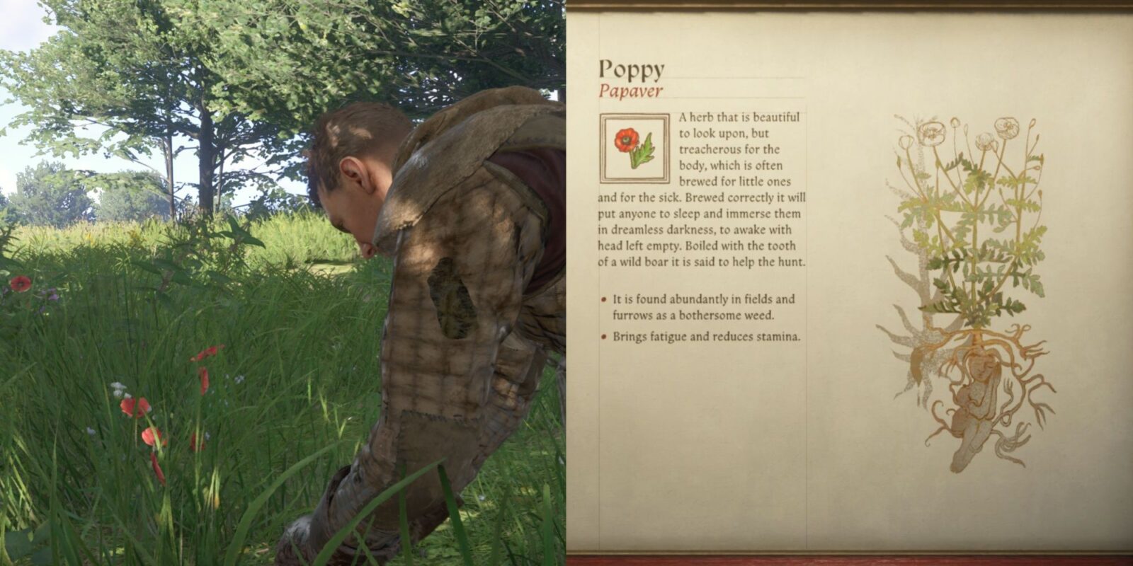 Where to Find Poppy in Kingdom Come: Deliverance 2