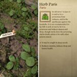 Where to Find Herb Paris in Kingdom Come: Deliverance 2