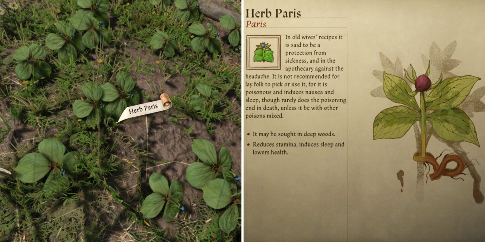 Where to Find Herb Paris in Kingdom Come: Deliverance 2